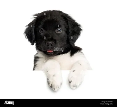Собаки веттерхун: лучшие изображения для вашего проекта