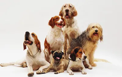 Собаки веттерхун: выберите свой размер и формат для наилучшего результата