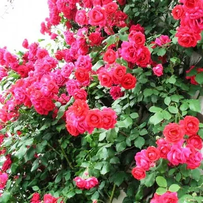 Фотография ветвистой розы в формате jpg