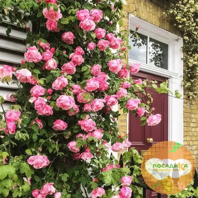 Ветвистая роза: красивое изображение в формате jpg