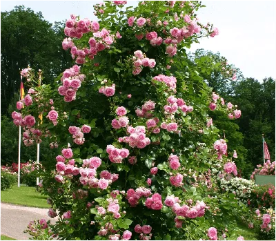 Роза ветвистых стеблей: скачайте png фото
