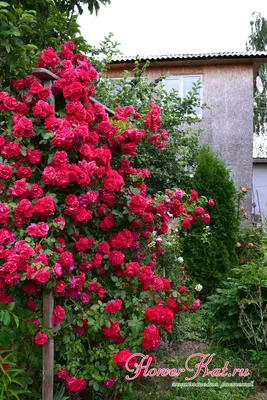 Ветвистая роза: красивая фотография в формате jpg