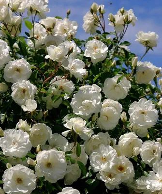 Фото ветвистой розы в jpg формате: выберите размер