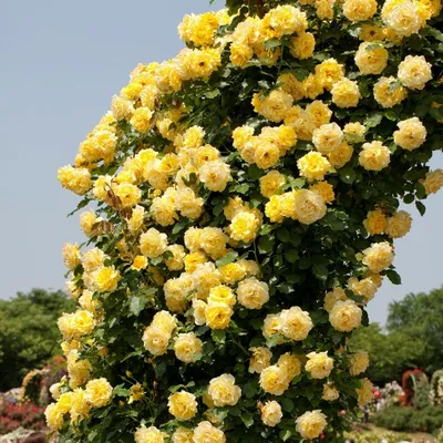 Красивая ветвистая роза в формате png: выбор размера