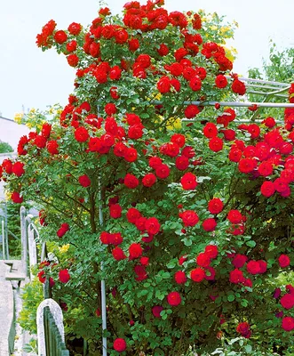 Ветвистая роза: изображение для скачивания png