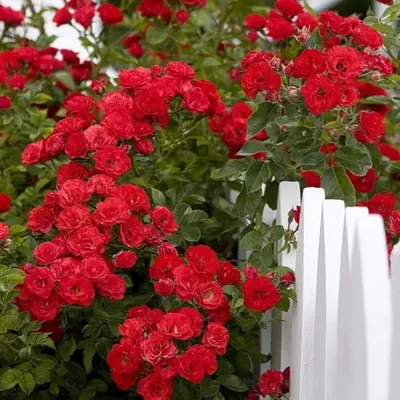 Фото ветвистой розы в формате jpg: выбор формата