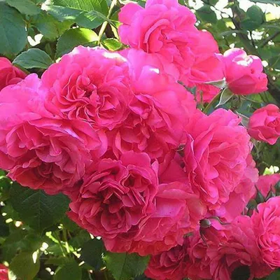 Ветвистая роза: красивый снимок в формате jpg