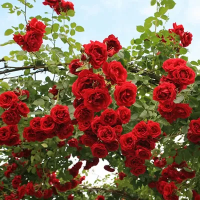 Роза с ветвистыми стеблями для скачивания в формате png