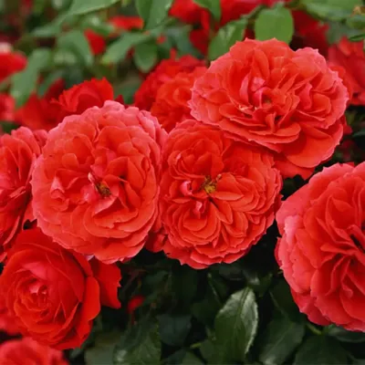 Фотография ветвистой розы: выбор формата и размера
