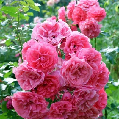 Красивая ветвистая роза в формате png: выбор формата