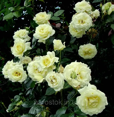 Фотография ветвистой розы с возможностью скачать jpg