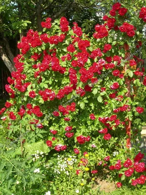 Фото ветвистой розы в формате jpg: выбор формата.