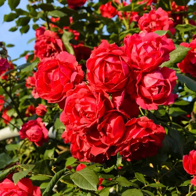 Изображение ветвистой розы для скачивания