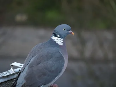 Фотографии вяхиря для вашего проекта