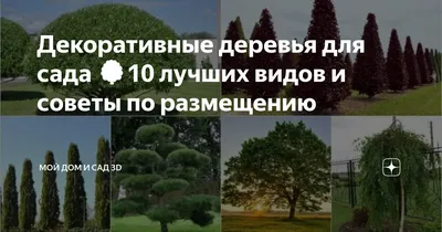 Роскошные цветы в декоративных деревьях: 20 захватывающих фотографий