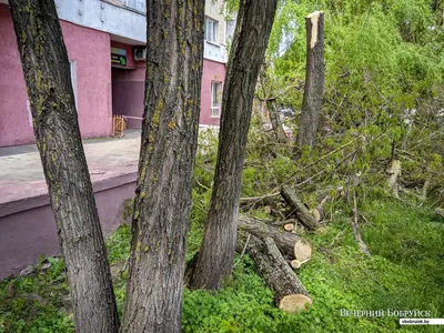 Волшебные леса: фотографии таинственных деревьев