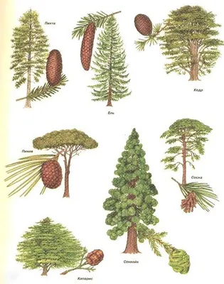 Виды хвойных деревьев на фото: обои для вашего рабочего стола