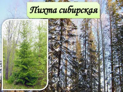 Изображения хвойных деревьев: красота природы на экране