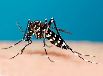 Новые виды комаров в HD качестве