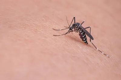 Скачать бесплатно фото комаров в формате WebP