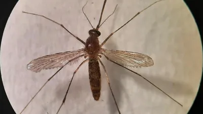 HD изображения комаров для скачивания