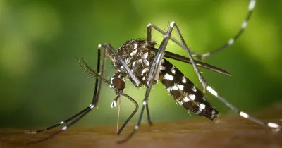 Full HD фото различных видов комаров