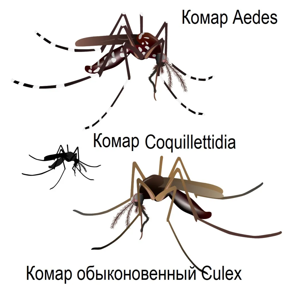 Комары - описание, профилактика появления, истребление, инсектициды