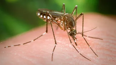 Фото различных видов комаров в HD качестве