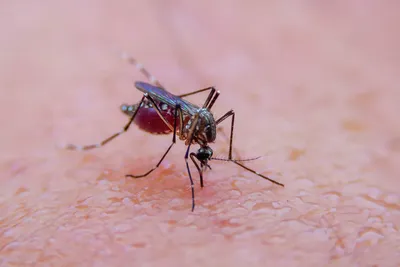 Скачать бесплатно фото комаров в формате PNG