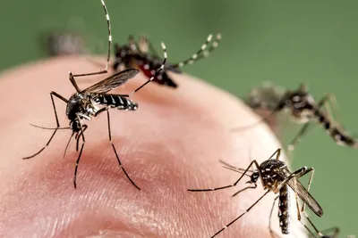 Full HD фото комаров для скачивания