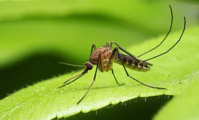 Фото комаров в формате JPG, PNG, WebP для скачивания