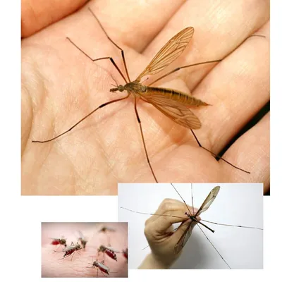 Изображения комаров для скачивания в хорошем качестве