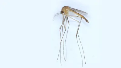 Новые виды комаров в Full HD качестве