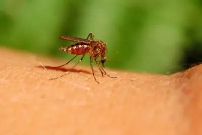 Скачать бесплатно HD изображения комаров