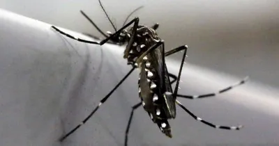 Картинки комаров в формате 4K для скачивания