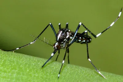 Интересные факты о видах комаров с фото
