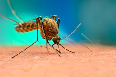 Удивительные фотографии разных видов комаров