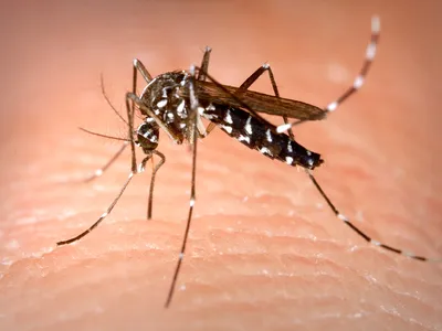 Фотографии редких видов комаров