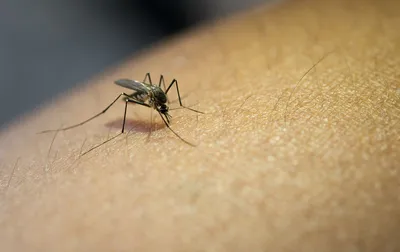 Великолепные снимки комаров разных видов