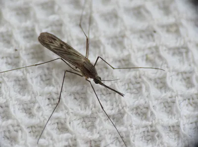 Уникальные фото комаров со всего мира