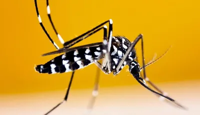 Фотографии комаров: природа в объективе