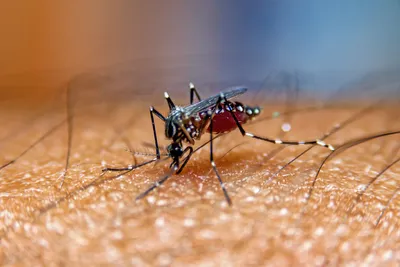 Виды комаров на фото: узнайте больше о них
