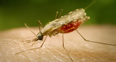 Фотографии комаров: красота в маленьких созданиях
