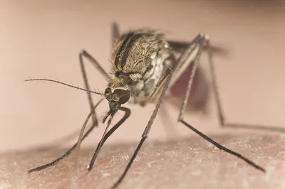 Фотографии комаров: мир в миниатюре