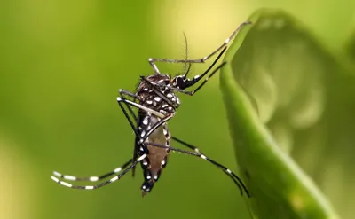 Картинки комаров в формате 4K