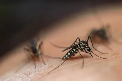 Загадочные комары на фотографиях: узнайте больше о них