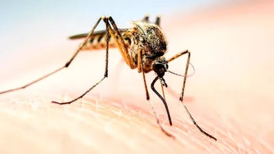 Уникальные фото комаров разных видов