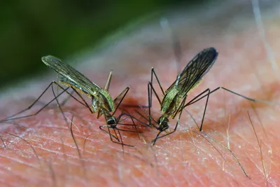 Фотографии комаров: природа в маленьких существах