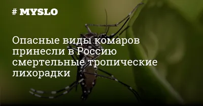 Виды комаров на фото: узнайте их разнообразие