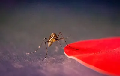 Фотографии комаров: невероятные детали
